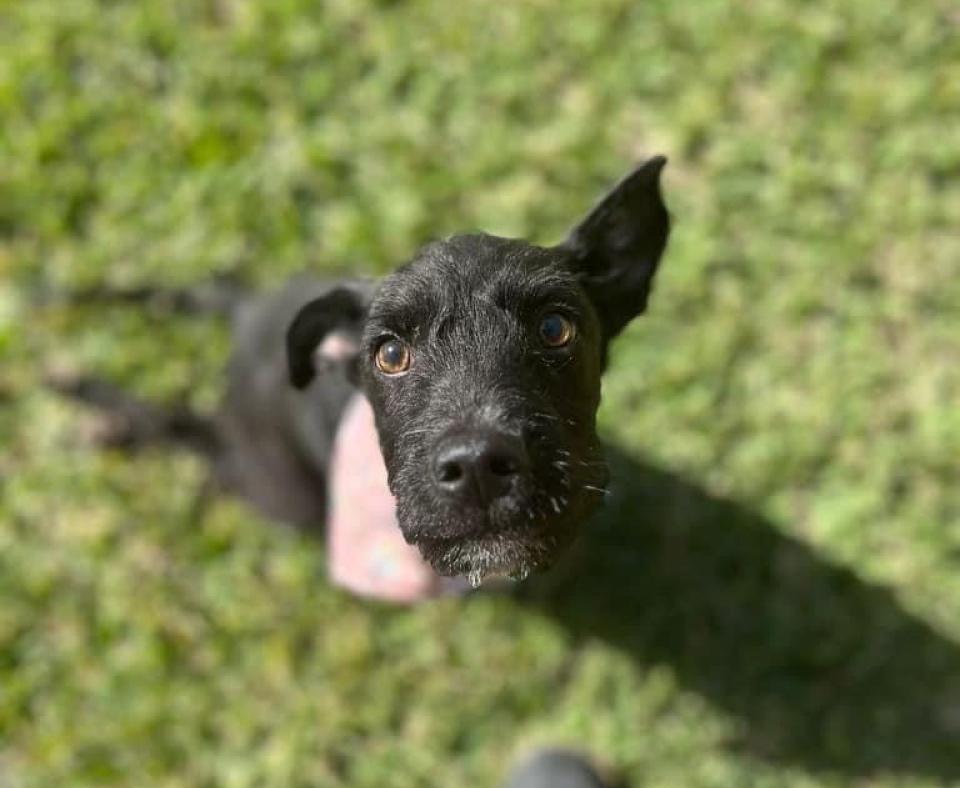 Tadpole the dog sitting on green grass and looking up